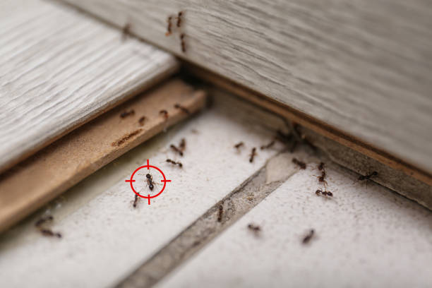Best Cockroach Control Services  in Winfield, IL